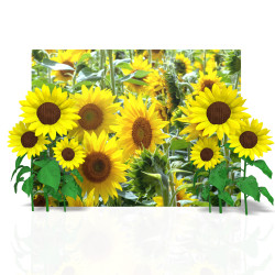 sun flower photo spot 1 1757612342 Sunflower Photo Backdrop 8'x10'