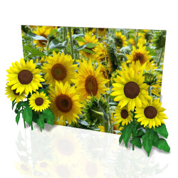 sun flower photo spot 3 1757612341 Sunflower Photo Backdrop 8'x10'