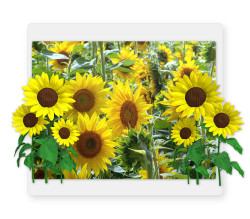 Sunflower Photo Backdrop 8'x10'