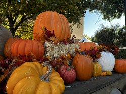 Fall Wagon with fall props 7 ft L x 4 ft W pumpkin20wagon 2 1784575867 Fall Wagon with fall props 7 ft L x 4 ft W