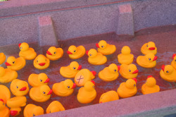 Duck Pond IMG 9172 1787179105 Duck Pond